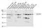 SOCS7 Polyclonal Antibody