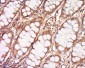 DNCLI1 Polyclonal Antibody