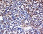 SNRPE Polyclonal Antibody