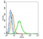 PIWIL1 Polyclonal Antibody