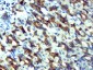 CCL5/RANTES Polyclonal Antibody