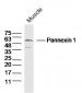 Pannexin 1 Polyclonal Antibody