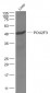 POU2F3 Polyclonal Antibody