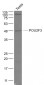 POU2F3 Polyclonal Antibody