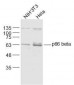 p66 beta/GATAD2B Polyclonal Antibody