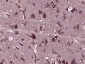 SERINC1 Polyclonal Antibody