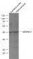 SERINC1 Polyclonal Antibody