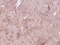 SLC36A2 Polyclonal Antibody