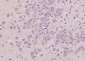 EDG8  Polyclonal Antibody