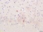 Spindly Polyclonal Antibody