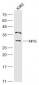 APNG/MPG Polyclonal Antibody