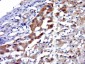 MIP3/CCL23 Polyclonal Antibody