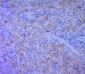 CD5L Polyclonal Antibody