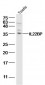 IL22BP Polyclonal Antibody