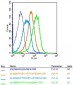 CLEC2D Polyclonal Antibody