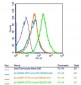 CLEC2D Polyclonal Antibody
