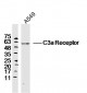 C3a Receptor Polyclonal Antibody