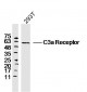 C3a Receptor Polyclonal Antibody