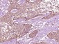 C3a Receptor Polyclonal Antibody