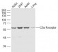 C3a Receptor Polyclonal Antibody