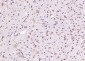 Synapsin II Polyclonal Antibody