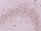 ID2 Polyclonal Antibody