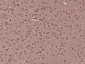 KLF8 Polyclonal Antibody