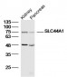 SLC44A1 Polyclonal Antibody