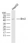 Brs3 Polyclonal Antibody