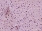 Neurogenin 2 Polyclonal Antibody