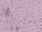 Neurogenin 2 Polyclonal Antibody