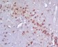 Neurogenin 2 Polyclonal Antibody