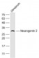 Neurogenin 2 Polyclonal Antibody