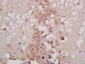 ATG9B Polyclonal Antibody