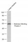 Selenium Binding Protein 1 Polyclonal Antibody