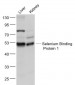 Selenium Binding Protein 1 Polyclonal Antibody