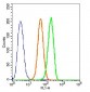 5HT3B receptor Polyclonal Antibody
