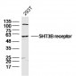 5HT3B receptor Polyclonal Antibody