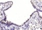 CUEDC2 Polyclonal Antibody