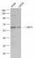 USP3 Polyclonal Antibody