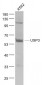 USP3 Polyclonal Antibody