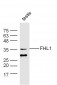 FHL1 Polyclonal Antibody
