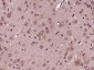 Apolipoprotein A V Polyclonal Antibody