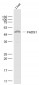 FADS1 Polyclonal Antibody