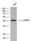 LASS5 Polyclonal Antibody