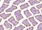 LASS5 Polyclonal Antibody