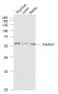 FAAH1 Polyclonal Antibody