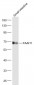 FAAH1 Polyclonal Antibody