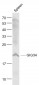 GIG34 Polyclonal Antibody