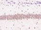 GIG34 Polyclonal Antibody